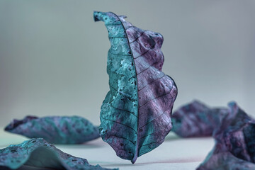 Beautiful faded old one leaf in neon light. Minimalism autumn style concept. Background pattern for...