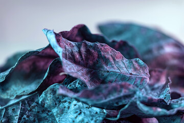 Close up Beautiful faded old leaf in neon light. Abstraction autumn style concept. Background...