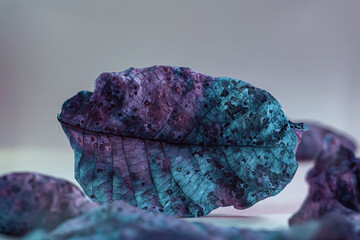 Close up Beautiful faded old leaf in neon light. Minimalism autumn style concept. Background...