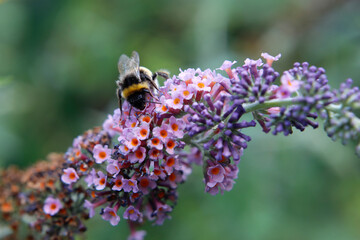 Blutweiderich Pflanze (Lythrum salicaria) mit Insekten und Hummel