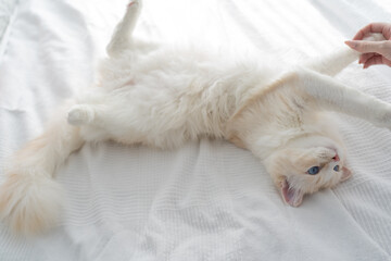 Cute white rag doll cat laying on his back playing in bed alone