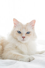 Close up of beautiful white rag doll cat looking angry