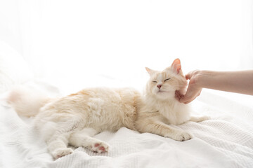 Fototapeta na wymiar Cute white rag doll cat enjoying petting laying in white bed