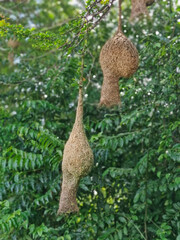 Fototapeta na wymiar Village Weaver bird s nests in northern Thailand