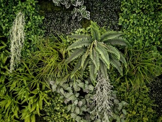 Green leaves with various vegetation on wall background. Plant wall with lush  texture. used for fresh or Background concept.