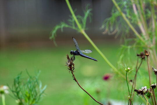 Perched dragonfly