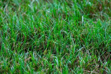 Bermuda lawn grass