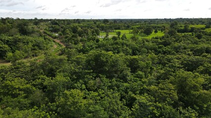 trees in forest view landscape.High angle shot
