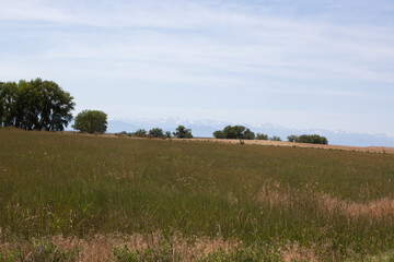 Field with distant trees