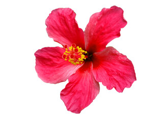 red hibiscus flower