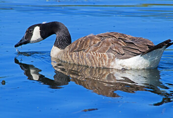 canada goose swimming