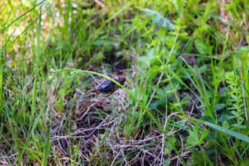 The Cockchafer, Colloquially Called May Bug Or Doodlebug, Crawls On The Stem Of Grass.