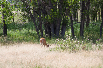 Deer in an open field