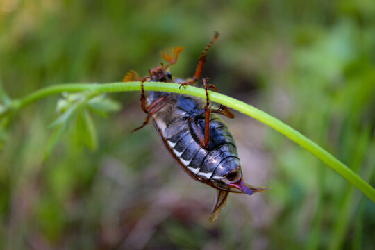 รูปภาพDoodlebug – เลือกดูภาพถ่ายสต็อก เวกเตอร์ และวิดีโอ1,665 | Adobe Stock