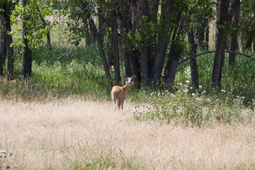 Deer in an open field