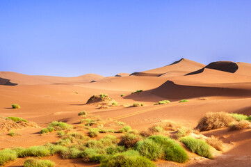 Fototapeta na wymiar Sand dunes in the Sahara / Sand dunes with grass in the Sahara, Morocco, Africa.