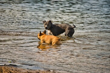 Dog play and romp on the dog beach in Langenhagen near Hannover at the Silbersee