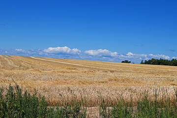 Harvested Wheat Field