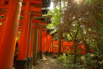 TORII, many Japanese religious objects lined in the shrine