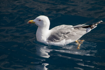 Seagull on the water.