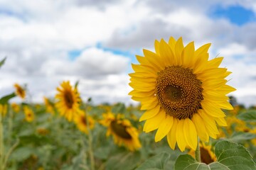 Fototapeta premium Sunflower field on a cloudy day
