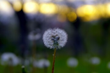 A close up of the head of a white fluffy dandelion plant. puffy dandelion with seeds in morning...