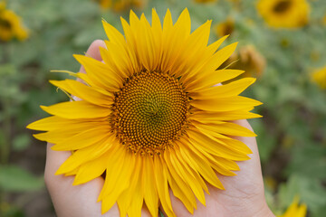 Fototapeta premium Sunflower field on a cloudy day