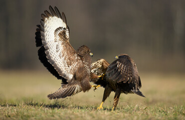 Common buzzard (Buteo buteo) in fight