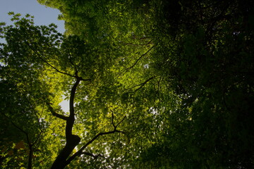 Obraz premium beautiful landscape, cityscape, night street in Kyoto, Japan