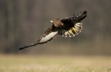 Common buzzard ( Buteo buteo )