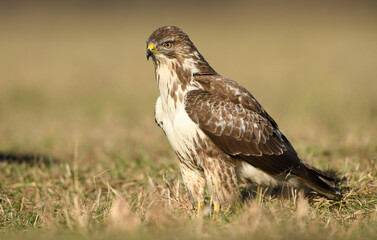 Fototapeta premium Common buzzard ( Buteo buteo )