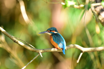 水辺の宝石カワセミ