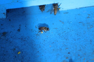 wasp on the wall