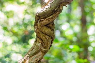 Vines twisted like a rope Strange and beautiful in the rain forests of Southeast Asia.