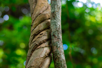 Vines twisted like a rope Strange and beautiful in the rain forests of Southeast Asia.