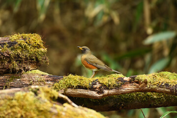 野鳥アカハラ