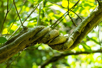 Vines twisted like a rope Strange and beautiful in the rain forests of Southeast Asia.