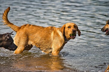 Dog play and romp on the dog beach in Langenhagen near Hannover at the Silbersee