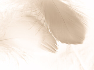 Beautiful abstract orange and white feathers on white background, soft brown feather texture on...