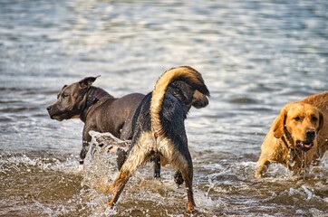 Dog play and romp on the dog beach in Langenhagen near Hannover at the Silbersee