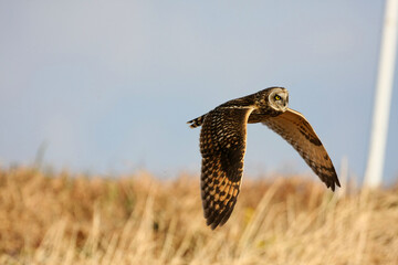 野鳥　コミミズク