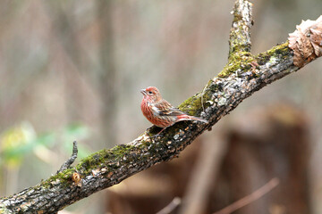 野鳥オオマシコ
