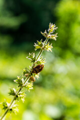 punaise sur une plante