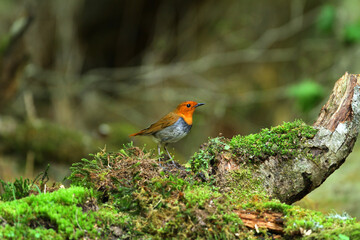 野鳥　コマドリ