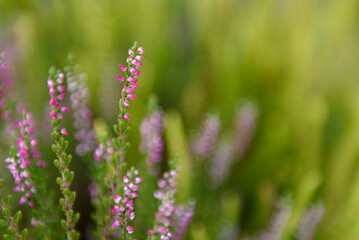 Abstract floral background with blurred copy space;  floral greeting card