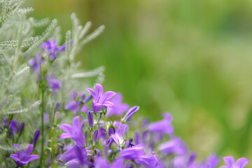 An extreme closeup of purple bellflower on a blurred green garden background; shallow depth of field, selective focus, artistic floral photography with copy space