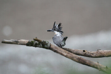 渓流の鳥　ヤマセミ