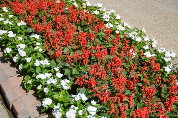 red salvia splendens flower in nature garden
