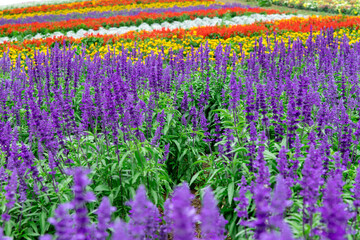 北海道の風景　夏の美瑛町