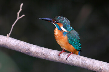 水辺の宝石カワセミ